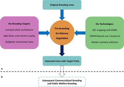 Mainstreaming production and nutrient resilience of vegetable crops in megacities: pre-breeding for terrace cultivation